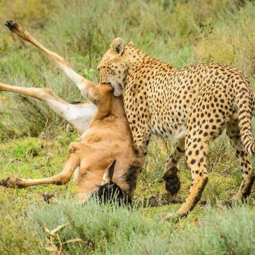 3 days masai mara luxury lodge safari