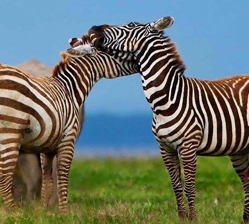 6 Days Masai Mara, Lake Nakuru and Amboseli Group Joining Safari