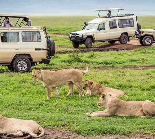 4 Days Masai Mara and Lake Nakuru Group Joining Safari