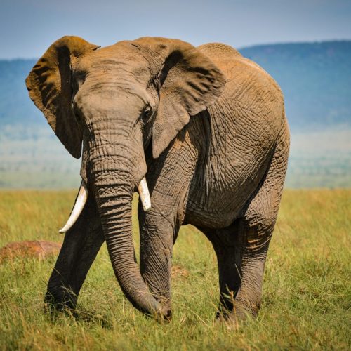6 days Masai Mara Lake Nakuru Amboseli private safari
