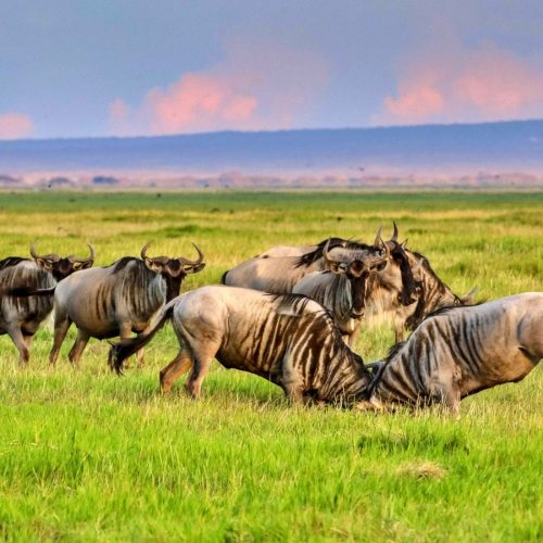 3 days masai mara private safari lodge