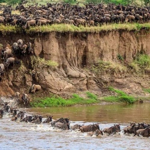 3 days Wildebeest Migration Safari Group Joining tour