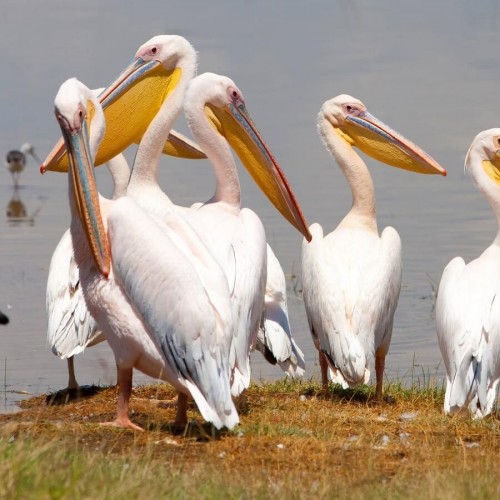 5-Day Masai Mara-Lake Nakuru-Lake Naivasha Group Tour