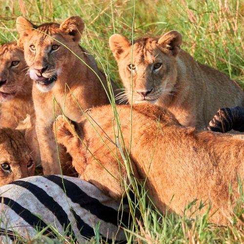 4 Days Masai Mara Lake Naivasha group Joining Safari